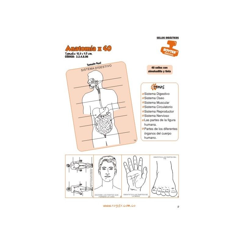 SELLOS DIDAC. ANATOMÍA X 40